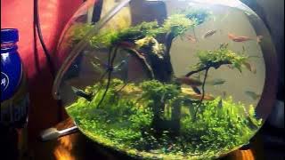 aquarium bulat aquascape