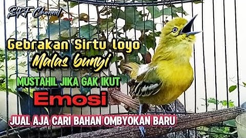 SIRTU GACOR BIKIN EMOSI SEMUA LAWAN!! BISA DI BUKTIKAN!!..@srfchannel3881
