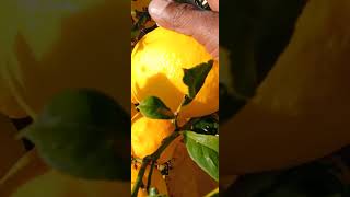 Big lemon cutting from nature farm 🍋 🍋 #nature #relaxing #shorts #sabscribe