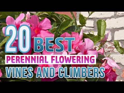 Video: Perennial Flowering Vines - Kawm Txog Vines Perennial
