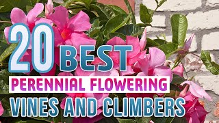 20 Best Perennial Flowering Vines and Climbers