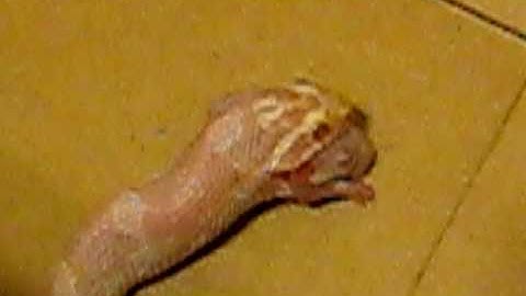 E.T. my albino corn snake swallowing a mouse backwards!