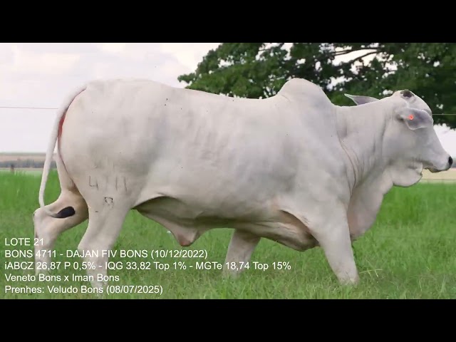 Lote 21   Leilão Trio Bonsucesso   Etapa Fêmeas Jovens