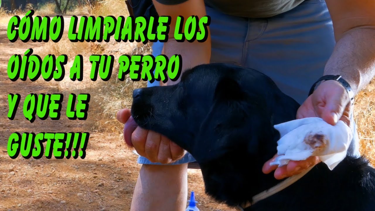 como limpiar los oidos a tu perro