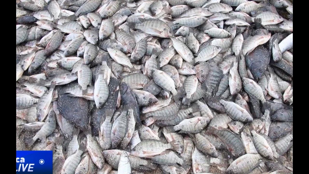 Harvesting of immature fish threatens future of Kenya’s Lake Turkana