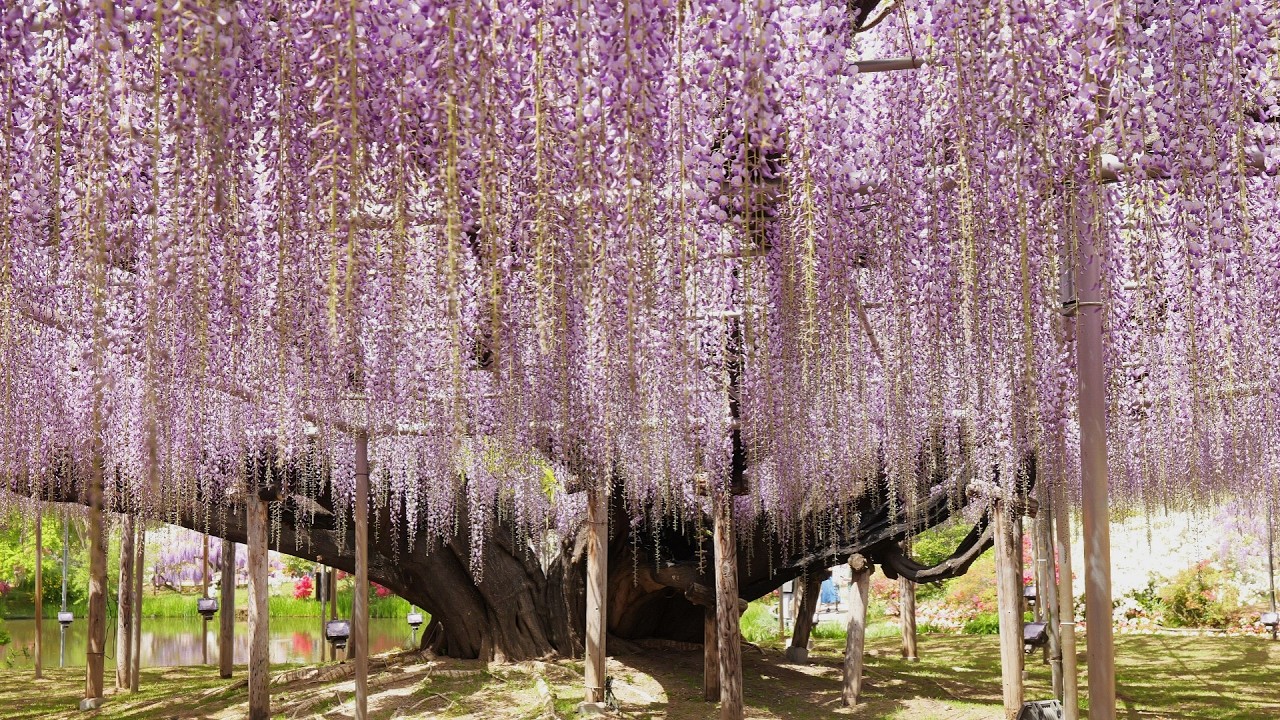 あしかがフラワーパーク 2026.04.19 JRあしかが大藤高尾号で行く