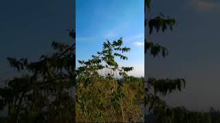 Literasi Story Wa  Syaikhona  Nissa Sabyan   Sholawat