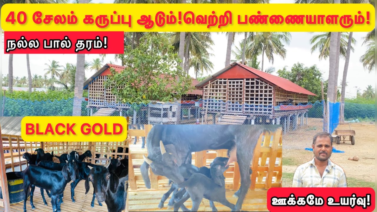 40 சேலம் கருப்பு தாய் ஆடுகளும்! வெற்றி பண்ணையாளரும்!