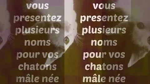 Quel Nom Pour Les Chats En 17