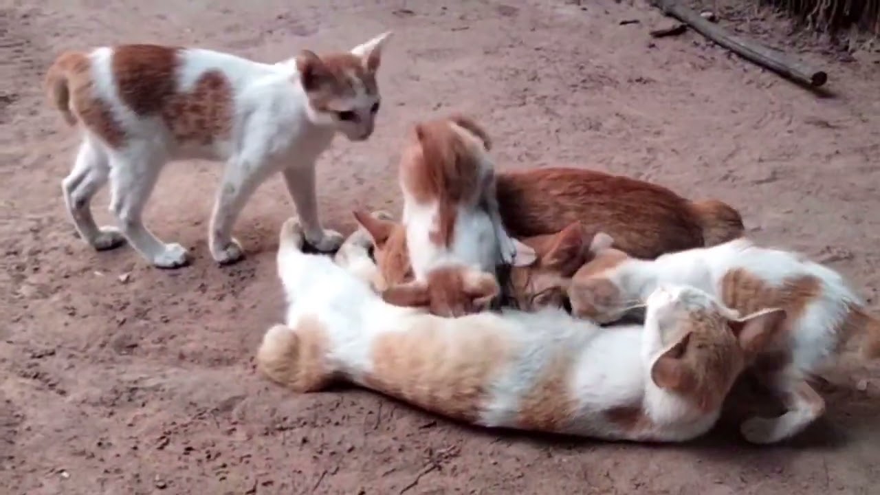 "Heartwarming Scene: Mother Cat Caring for Her Tiny Kittens | Country Cats"