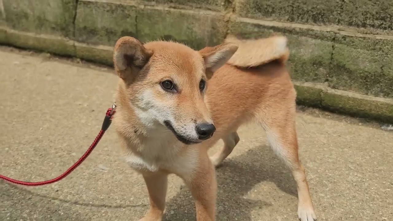 柴犬 ♂B 260112生 260613撮影 - YouTube