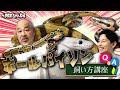 【爬虫類初心者必見】ボールパイソン飼い方講座【ヘビ】
