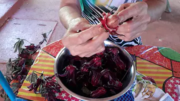 Como é que se faz o chá do hibisco?