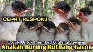MP3,‼️ SUARA PIKAT ANAKAN BURUNG KUTILANG GACOR. AMPUH...