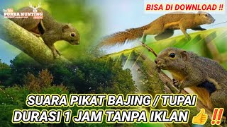 🔴 SUARA PIKAT BAJING / TUPAI // JAMINAN 100 % LANGSUNG DATANG ‼️ BISA DI DOWNLOAD ‼️