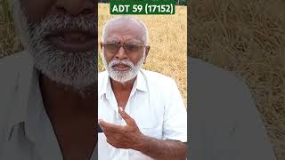 #ADT59 #17152 #paddy #farming @sbsinfo5078