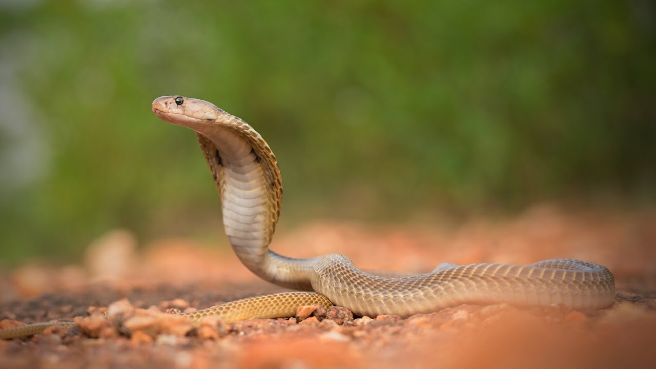 Murthy Kantimahanti In Snake Rescue Call Film By Living -4022