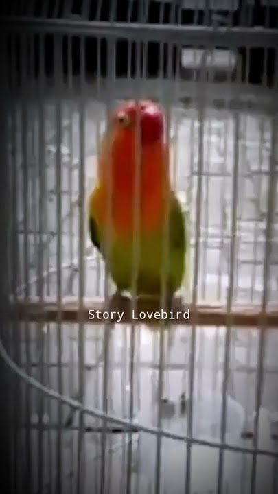 Suara Lovebird rasa Kenari Gacor ngekek panjang