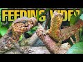 FEEDING MY CROCODILE LIZARDS SLIMY SPAGHETTI! (Shinisaurus crocodilurus)