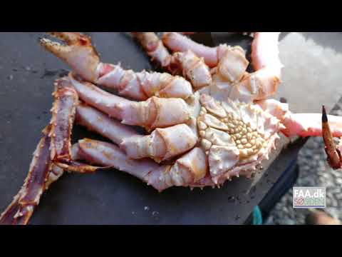 Video: Forskellen Mellem Sne Krabbe Og Kongekrabbe