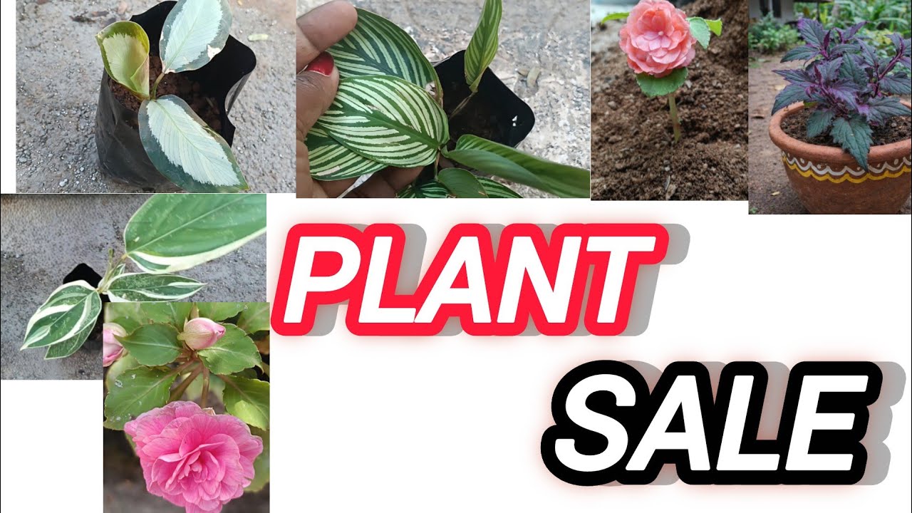 10 രൂപ മുതൽ ചെടികൾ വില്പനയ്ക്ക് കുറഞ്ഞ വിലയ്ക്ക് ഒരുപാട് ചെടികൾ വാങ്ങാം.