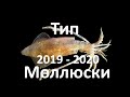 8. Моллюски (7 класс) - биология, подготовка к ЕГЭ и ОГЭ 2020