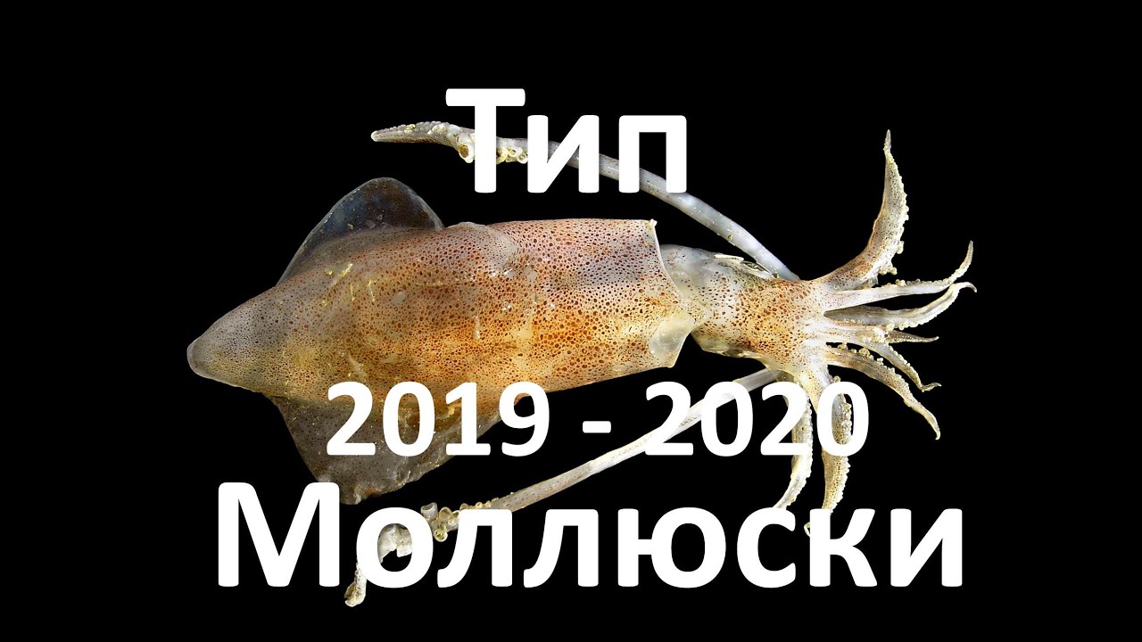 8. Моллюски (7 класс) - биология, подготовка к ЕГЭ и ОГЭ 2020