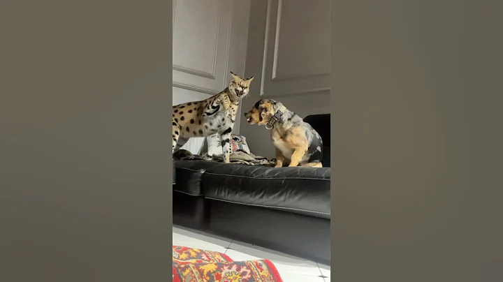 Watch the video about Serval’s attack #animals #cat #bigcat #shorts