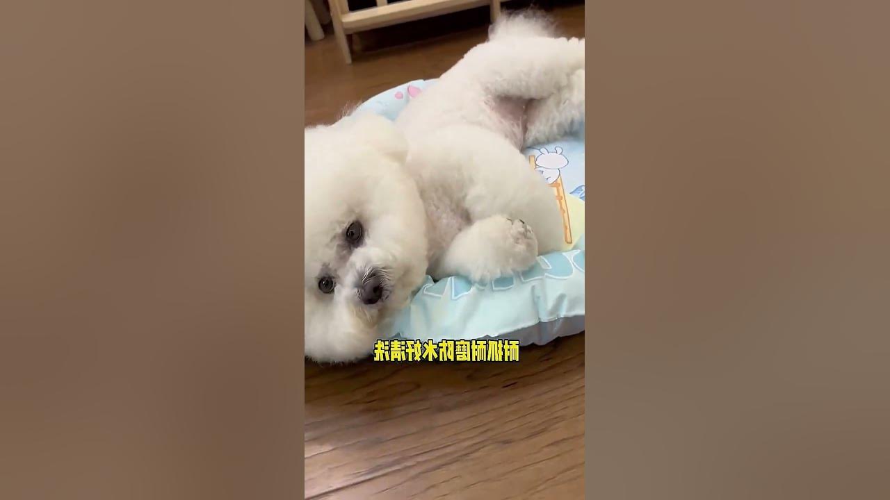 Why You Shouldn't Let Your Dog Sleep on the Floor Health Tips for Pet