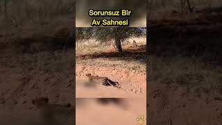 Leopardan Sorunsuz Bir Av Sahnesi
