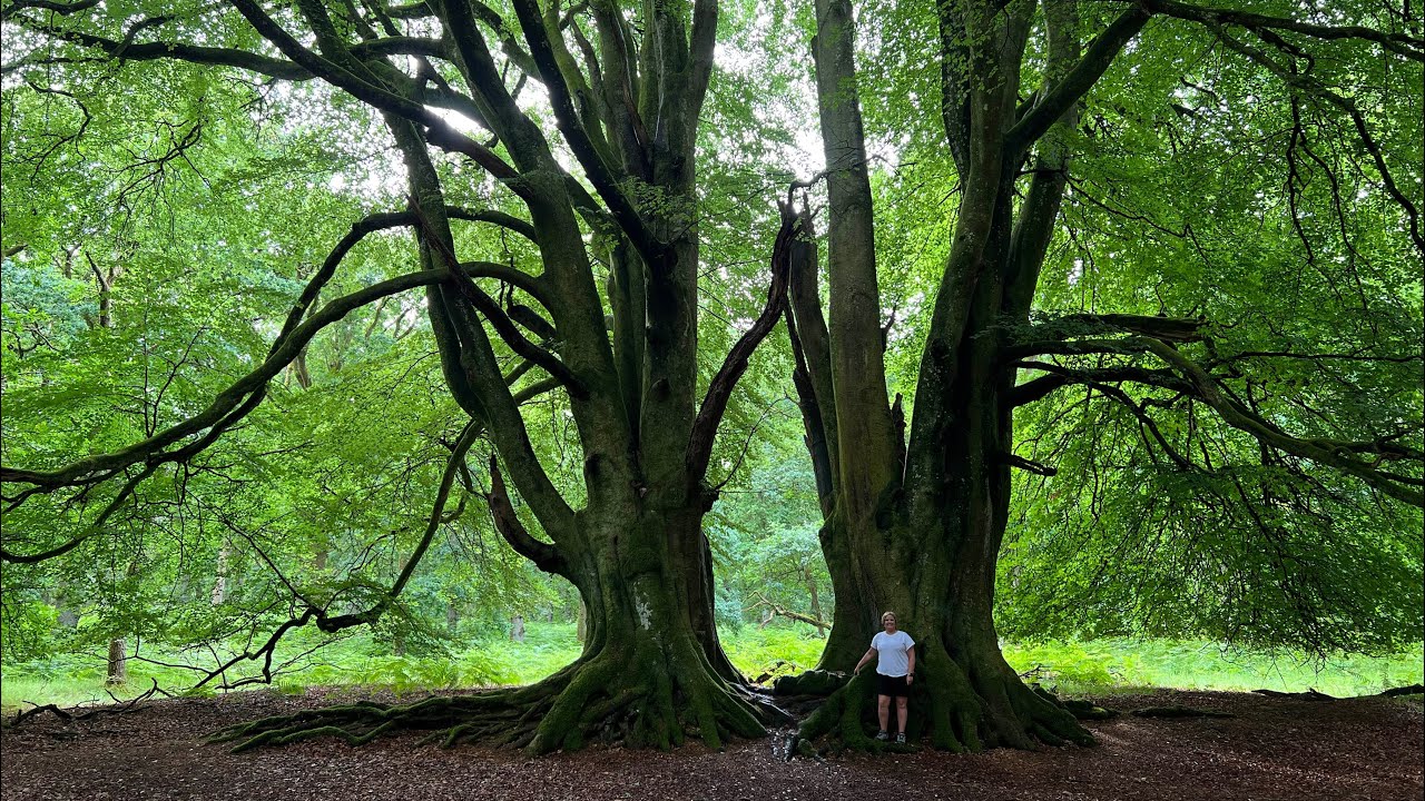 Witness Trees of Fraser’s Ridge, Outlander. Truly amazing! - YouTube