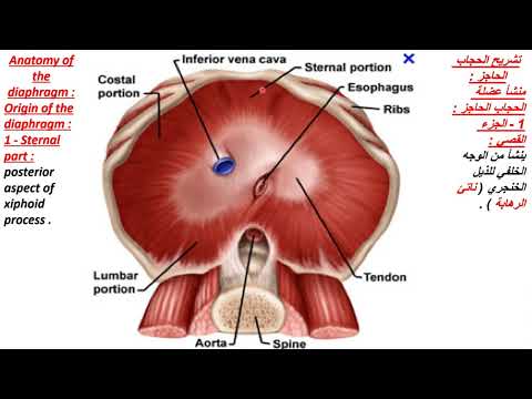 فيديو: هل الحجاب الحاجز عضلة هيكلية؟