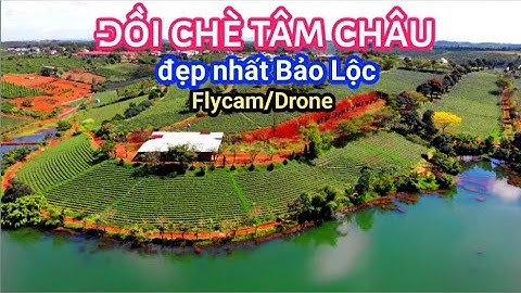 Flycam Đồi Chè Tâm Châu - Đồi Chè Đẹp Nhất Tp Bảo Lộc