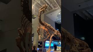Muttaburrasaurus and Diprotodon Skeletons at the Brisbane Natural History Museum