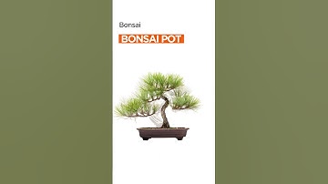 From Seed to Bonsai: Transformation of a Pine Tree  #gardening