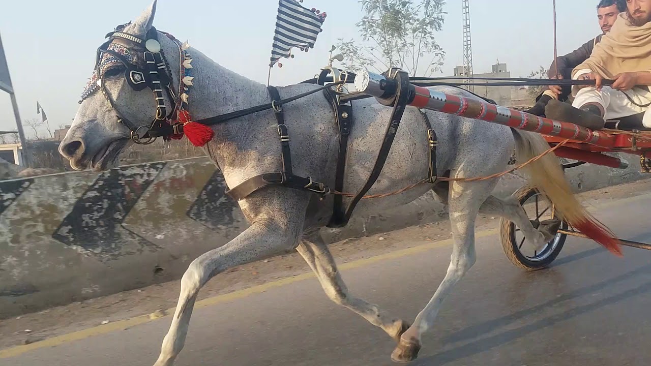 Peshawar tanga horse racing