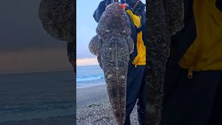 目の前で釣れた!マゴチのHITシーン!