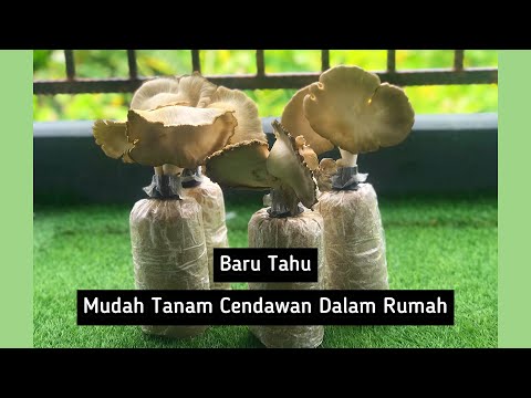 Video: Cara Garam Cendawan Di Rumah