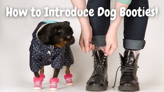 How to Get Your Dog COMFORTABLE In Shoes or Boots! (NO MORE KICKING AROUND)