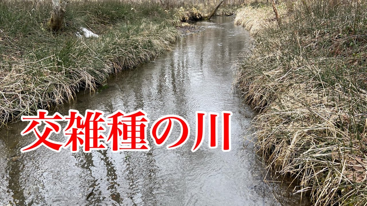 交雑種を探しにあの川へ再びやってきた【ガサガサ】
