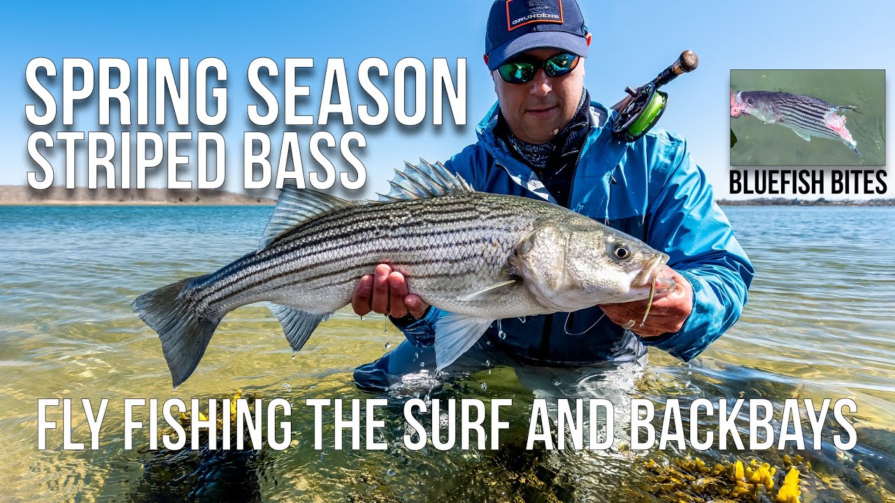 Striped bass on the fly 2022 season, New York 