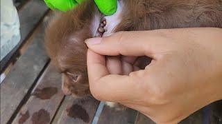a lady use big tweezers and small to remove tick on cute puppy