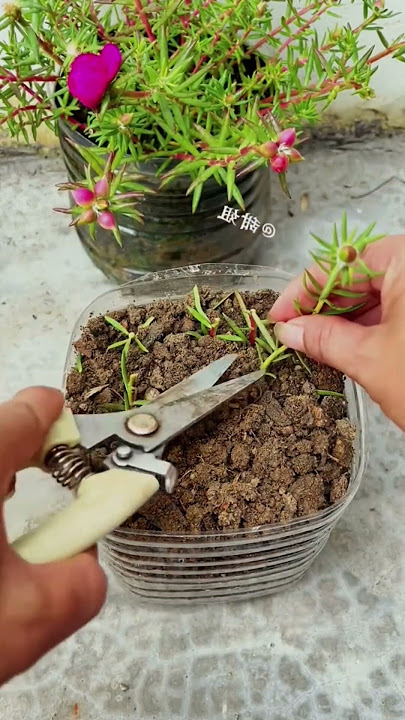 Plant portulaca flower in pot plastic bottle #shortvideo #garden #howtogrowportulaca #diy #nature