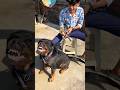 This is my Rottweiler || #rottweiler #viral #dog #shorts