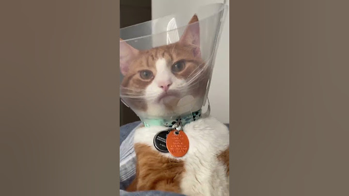 Cat not happy with safety cone 😂