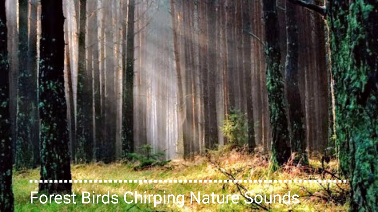 Relaxing sound, Forest Birds Chirping Nature Sounds - YouTube