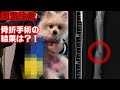 【閲覧注意】ポメラニアンを骨折させてしまいました(手術後)