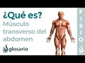 Músculo TRANSVERSO DEL ABDOMEN | Qué es, ejercicios, función, origen e inserción