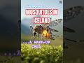 Iceland's First Mosquitoes: A Climate Warning ⚠️