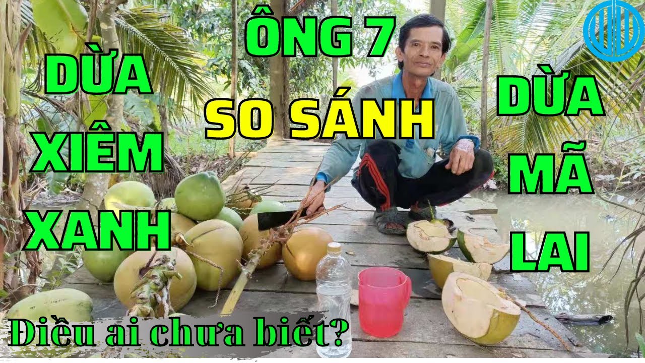 So sánh dừa xiêm mã Lai và dừa xiêm xanh
